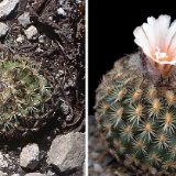 Turbinicarpus saueri ssp. ysabelae, Tula Tam. Mexico ©JL1860.jpg